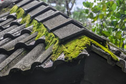 Roof Moss Removal in Barnsley S70-S75